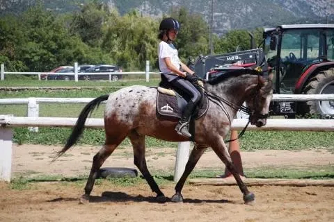 Tapis veredus